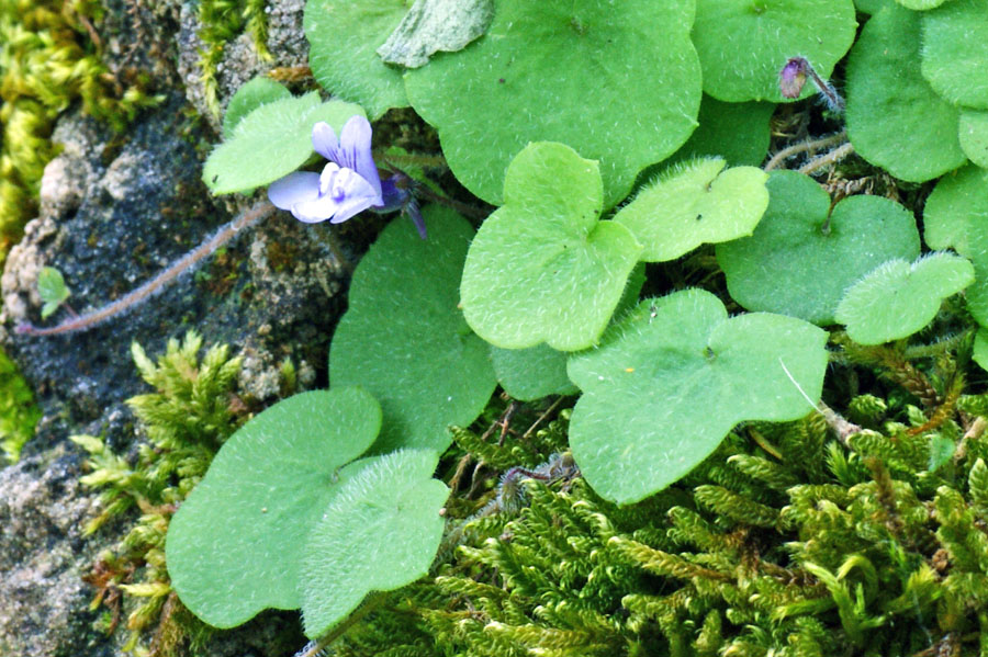 Cymbalaria da determinare